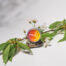 Bracia_Mydlarze_Sorbet_do_ust_wisnia_mango_i_mandarynka_dwuwarstwowy_naturalny_balsam_do_ust_15_g_7.jpg